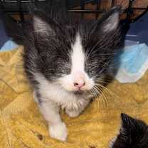 Thumbnail photo of Vince #2