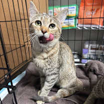 Thumbnail photo of Gwen #1