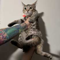 Thumbnail photo of Gwen #2