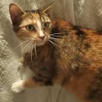 Thumbnail photo of Gypsy #4