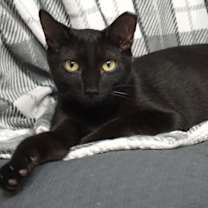 Thumbnail photo of Popsicle #2