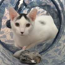 Thumbnail photo of Shurrbert #3