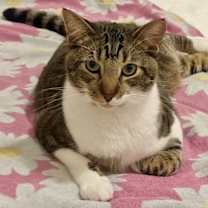 Thumbnail photo of Floppa #1