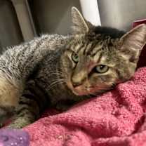 Thumbnail photo of Chapo #2