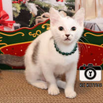 Thumbnail photo of Dot #4