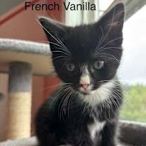 Thumbnail photo of French Vanilla #3