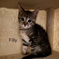 Thumbnail photo of Filly #3