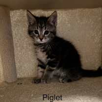Thumbnail photo of Piglet #3