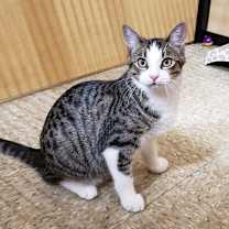 Thumbnail photo of Ramy #1