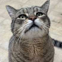 Thumbnail photo of Gizmo #4