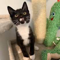 Thumbnail photo of Ink #2