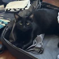 Thumbnail photo of bean #1