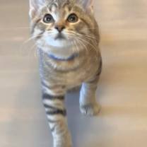 Thumbnail photo of Jonathan Taylor Thomas #2