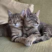 Thumbnail photo of Jonathan Taylor Thomas #3