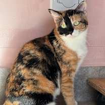 Thumbnail photo of Ebonee #1