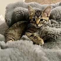 Thumbnail photo of Pepsi #2