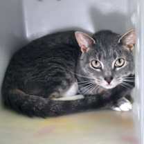 Thumbnail photo of Stormy #2