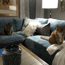 Thumbnail photo of Leo #3