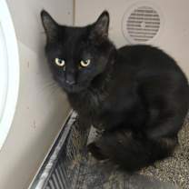 Thumbnail photo of Jinu #3