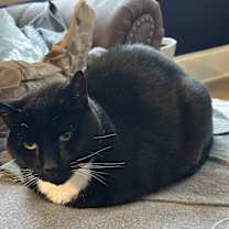 Thumbnail photo of Spanky #4