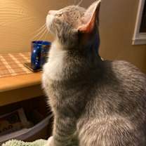 Thumbnail photo of Fluffy #3