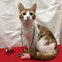 Thumbnail photo of Pumpkin Spice #2