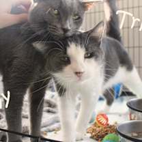 Thumbnail photo of Gray #4