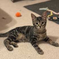 Thumbnail photo of Cashmere #4