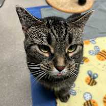 Thumbnail photo of Mouse #2