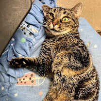 Thumbnail photo of Mouse #3