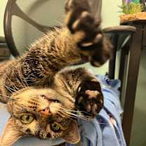 Thumbnail photo of Mouse #4