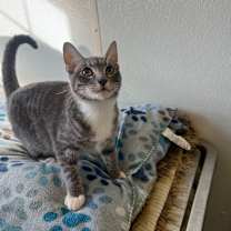 adopt-pet