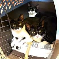 Thumbnail photo of Kitten Zaxby #3