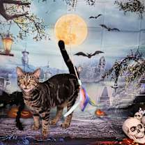 Thumbnail photo of Ambrosia #2