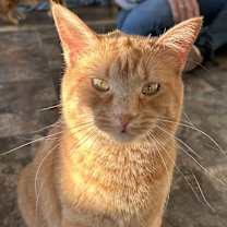 Thumbnail photo of Sage #2