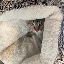 adopt-pet