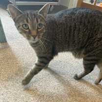 adopt-pet