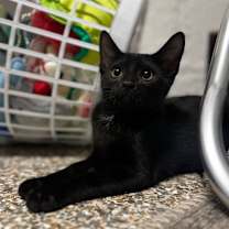 Thumbnail photo of Oliver #2