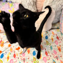 Thumbnail photo of Oliver #4