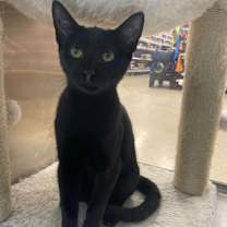 Thumbnail photo of Panther #1