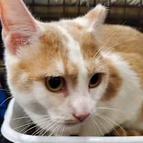 Thumbnail photo of Garfunkel #3