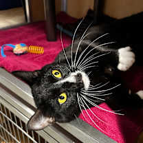 Thumbnail photo of Ad Free Streaming #2