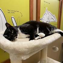 Thumbnail photo of Picasso #1