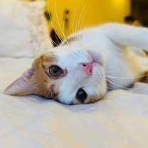 Thumbnail photo of Samy #1