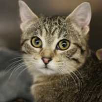 Thumbnail photo of Hex #3