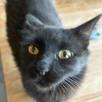 Thumbnail photo of Hockney NN #3