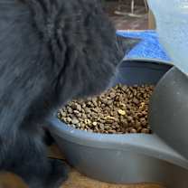 Thumbnail photo of Hockney NN #4