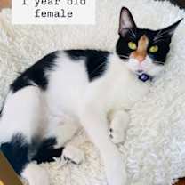 Thumbnail photo of Missy (Pounce Cat Cafe) #1