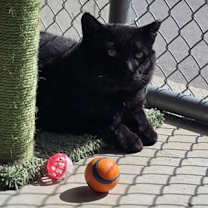 Thumbnail photo of Hardy #3