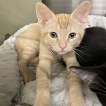 Thumbnail photo of Lacrossi #3